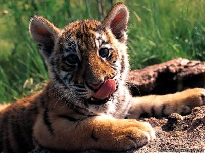 Click to view full size image