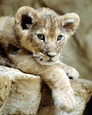 Click to view full size image