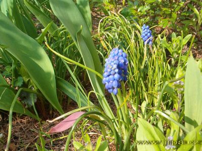 Click to view full size image