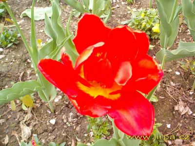 Click to view full size image