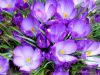 crocus-768.jpg