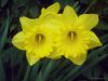 daffs-768.jpg