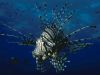 lionfish1b.jpg