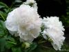 peonies-768.jpg