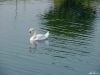 swan-768.jpg