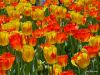 tulips2-768.jpg