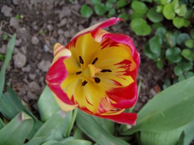 Click to view full size image