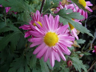 Click to view full size image