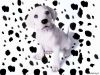 1024_-_102_echte_dalmatiers.jpg