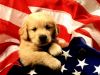 1024_-_american_puppy.jpg