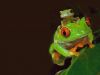 _bb_red-eyed-treefrog.jpg