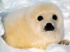 baby_seal_1024.jpg