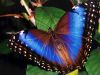 butterfly_001.jpg