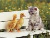 cat_and_ducks.jpg