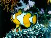 clownfish_in_coral_reef_1024.jpg