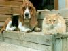 dog_and_cat_on_steps_1024.jpg