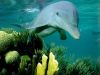 dolphin_on_coral_reef_1024.jpg