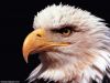 eagle_002.jpg