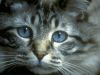 eyes_cat_1024.jpg