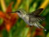 Filename=hummingbirdb.jpg
Filesize=89KiB
Dimensions=1024x768
Date added=Jun 19, 2008 hummingbirdb.jpg