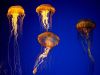 jellyfish_001.jpg