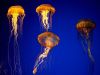 Filename=jellyfish_001.jpg
Filesize=67KiB
Dimensions=1024x768
Date added=Jun 19, 2008 jellyfish_001.jpg