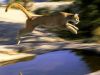 Filename=jumping_cougar_1024.jpg
Filesize=70KiB
Dimensions=1024x768
Date added=Jun 19, 2008 jumping_cougar_1024.jpg