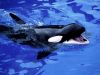 Filename=killer_whale_1024.jpg
Filesize=154KiB
Dimensions=1024x768
Date added=Jun 19, 2008 killer_whale_1024.jpg