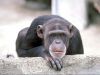Filename=monkey2b.jpg
Filesize=65KiB
Dimensions=1024x768
Date added=Jun 19, 2008 monkey2b.jpg