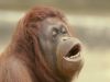 Filename=orangutan.jpg
Filesize=105KiB
Dimensions=1024x768
Date added=Jun 19, 2008 orangutan.jpg