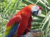 parrot_002.jpg
