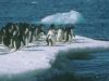 Filename=penguins_2.jpg
Filesize=97KiB
Dimensions=1024x768
Date added=Jun 19, 2008 penguins_2.jpg