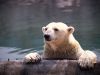 Filename=polar_bear_001.jpg
Filesize=63KiB
Dimensions=800x600
Date added=Jun 19, 2008 polar_bear_001.jpg