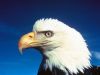 Filename=proud_eagle_1024.jpg
Filesize=77KiB
Dimensions=1024x768
Date added=Jun 19, 2008 proud_eagle_1024.jpg