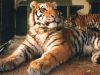Filename=proud_tiger_1024.jpg
Filesize=144KiB
Dimensions=1024x768
Date added=Jun 19, 2008 proud_tiger_1024.jpg