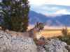 relaxing_cougar_1024.jpg