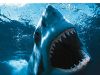shark_1.jpg
