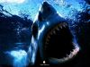 shark_attack_1024.jpg