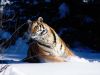 siberian_tiger_1024.jpg