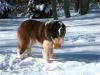snowy_dog_1024.jpg