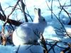 snowy_rabbit_1024.jpg