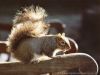 squirrel_006.jpg