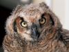 staring_owl_1024.jpg