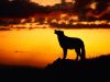 sunset_wolf_1024.jpg