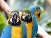 three_parrots_1024.jpg