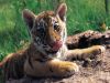 tiger_cub_1024.jpg