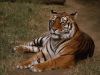 tiger_relaxing_1024.jpg