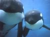 two_killer_whales_1024.jpg