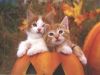 two_kittens_in_a_pumpkin_pot_1024.jpg