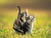 two_kittens_playing_1024.jpg